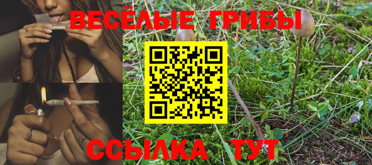 Галлюциногенные грибы Psilocybe  Черногорск 